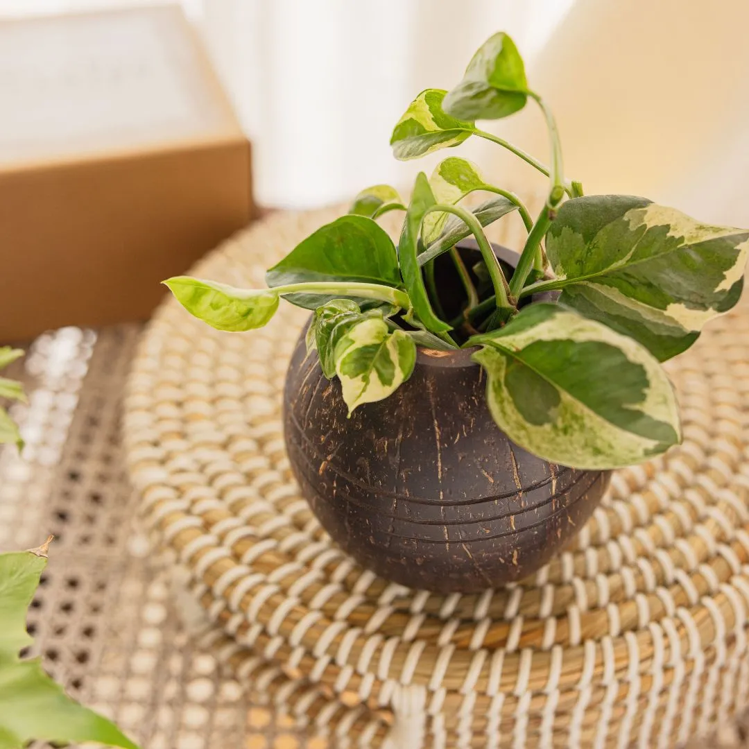 Coconut Shell Three line Planter Pots | Ideal for Small Plants (Set of 1)