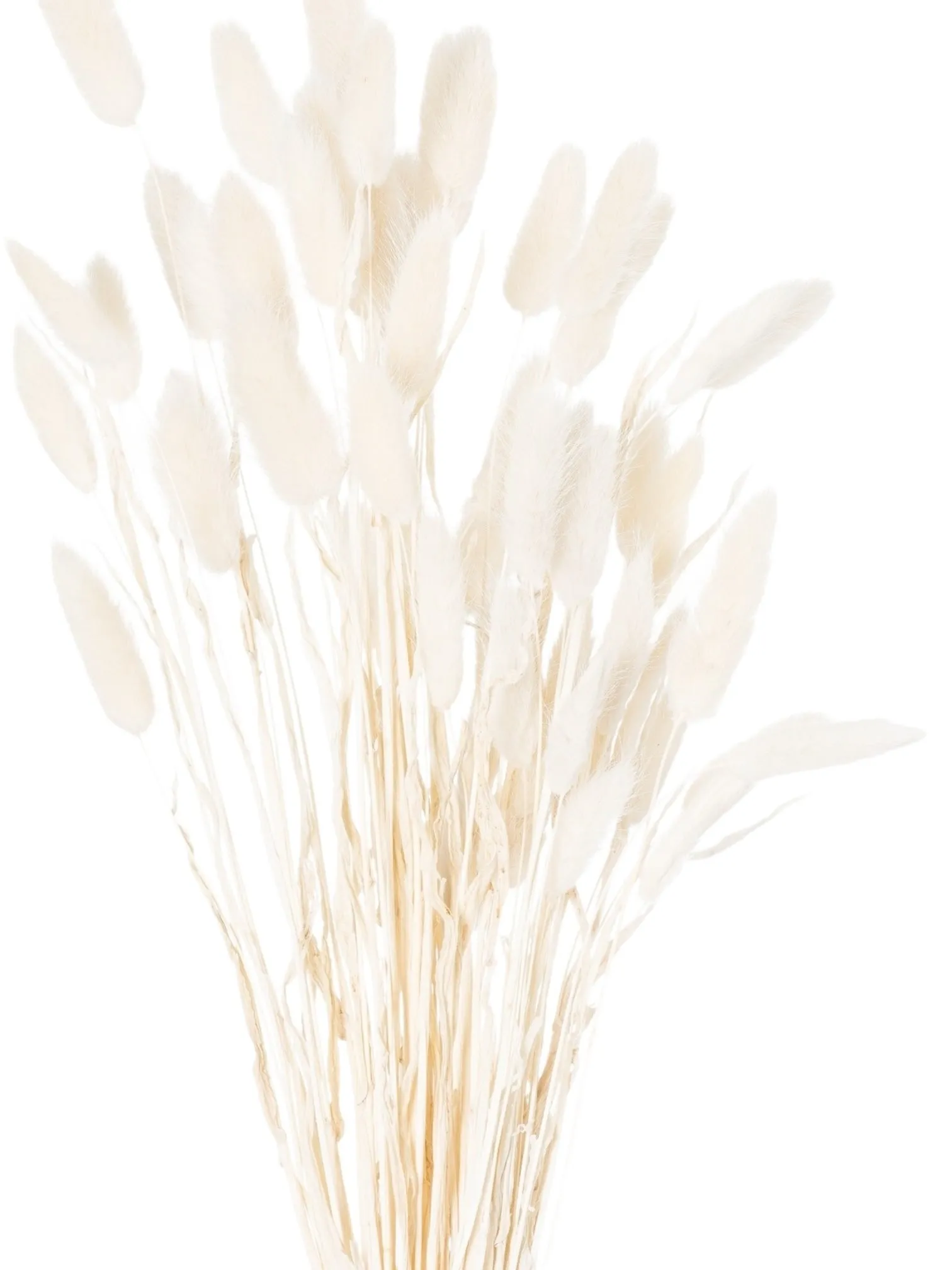 Dried Foliage - White Dried Bunny Tail Bunch