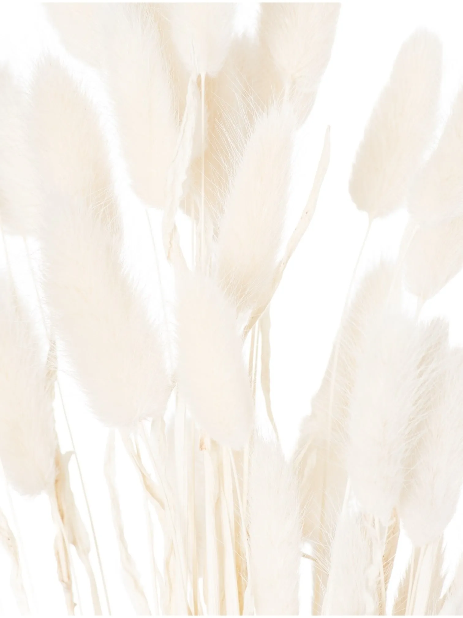Dried Foliage - White Dried Bunny Tail Bunch