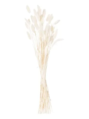 Dried Foliage - White Dried Bunny Tail Bunch