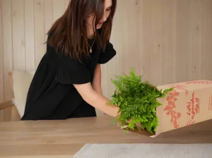 Eco Friendly ♻️  Potted Gift Box - Ferns
