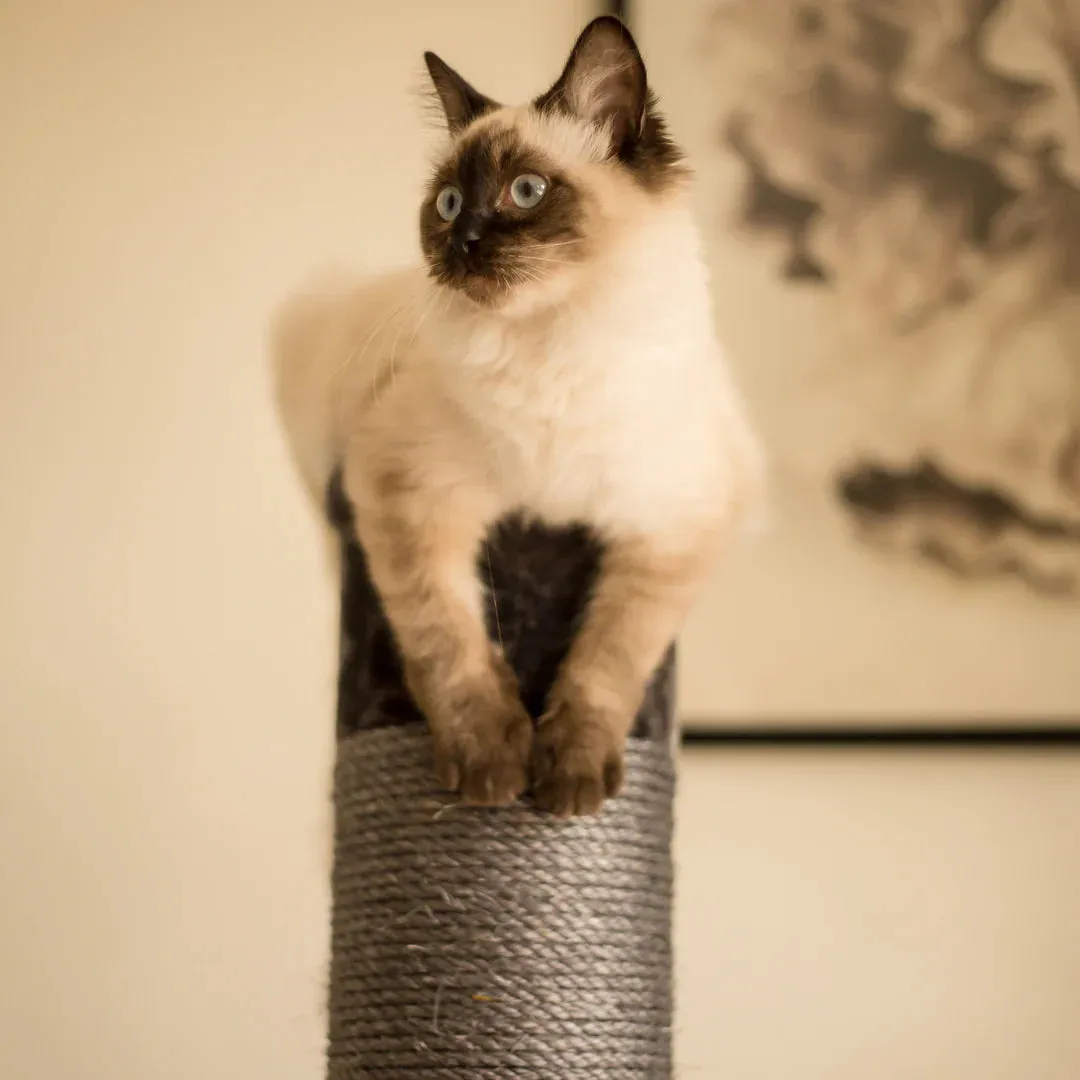 Kazoo Cat Scratch Post Charcoal