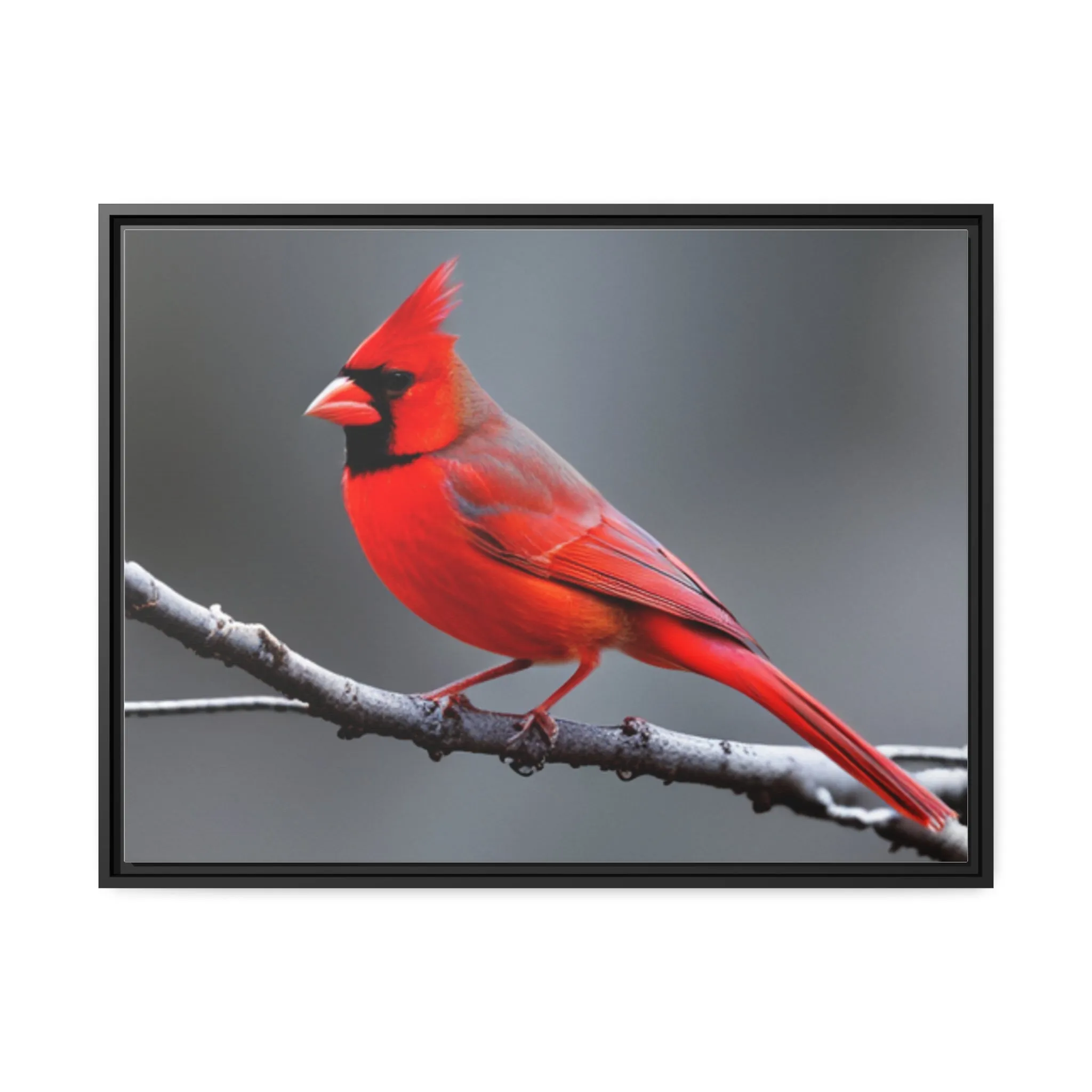 Red Cardinal Bird Matte Canvas with Black Frame