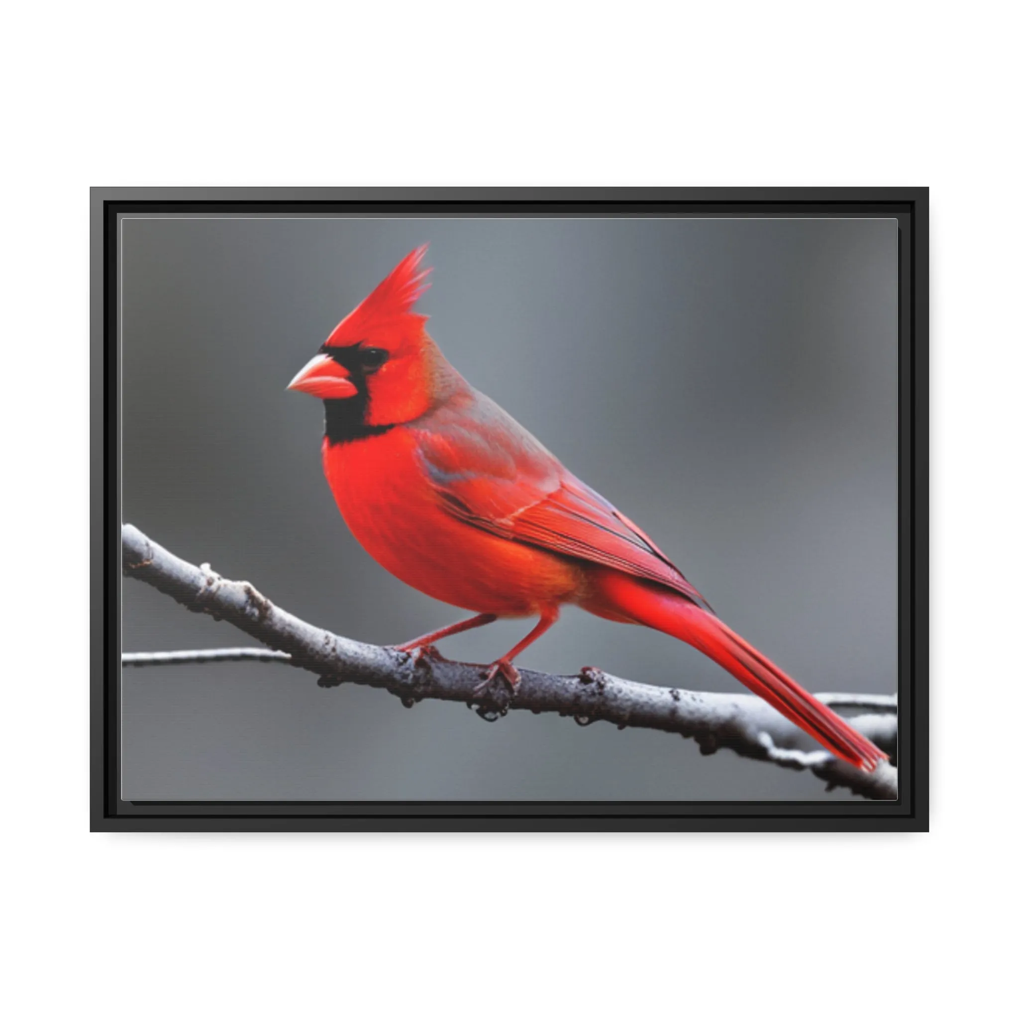 Red Cardinal Bird Matte Canvas with Black Frame
