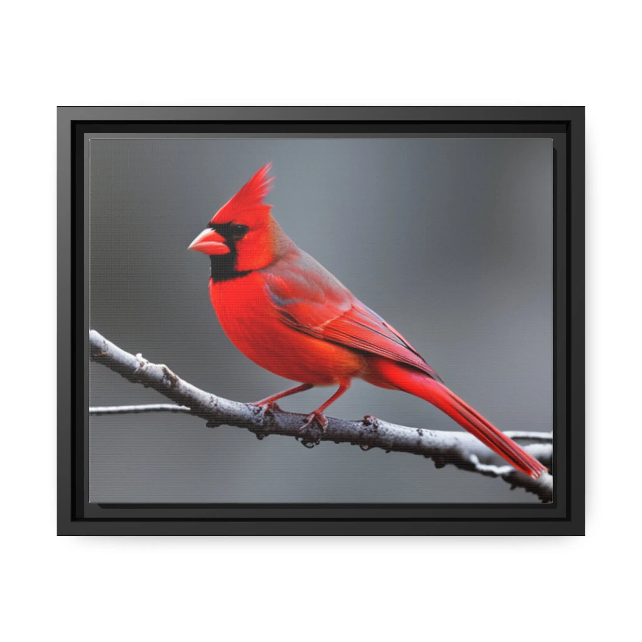Red Cardinal Bird Matte Canvas with Black Frame