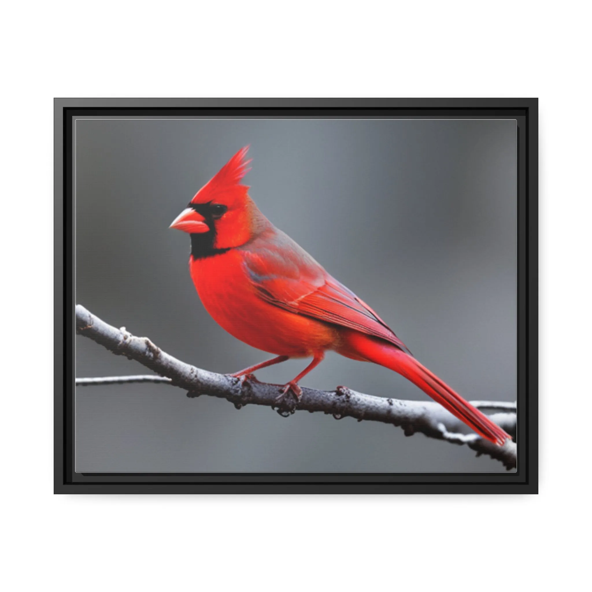 Red Cardinal Bird Matte Canvas with Black Frame