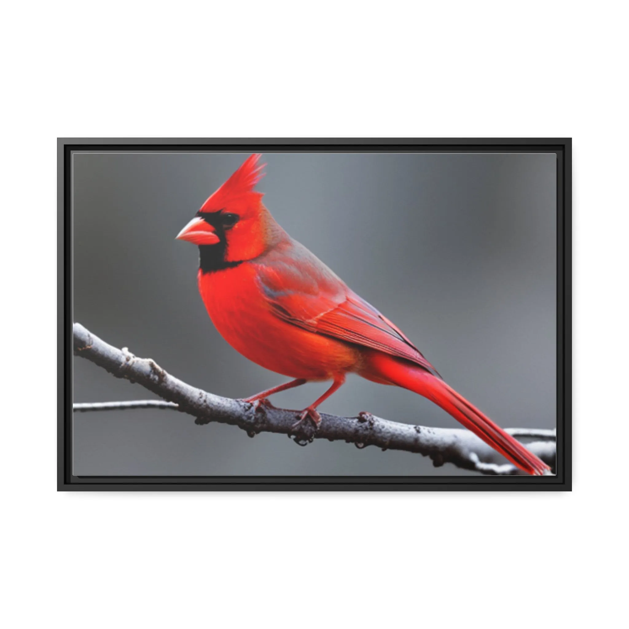 Red Cardinal Bird Matte Canvas with Black Frame