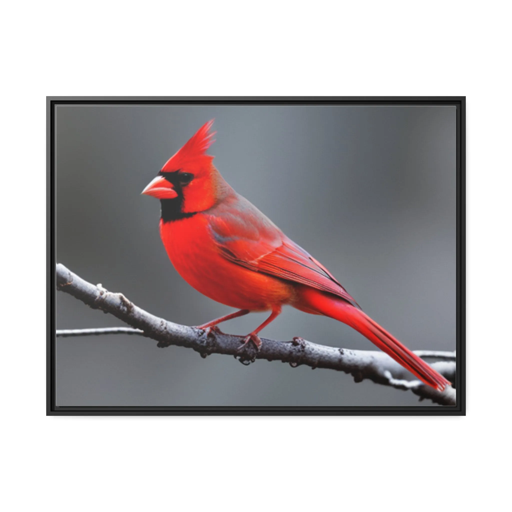 Red Cardinal Bird Matte Canvas with Black Frame